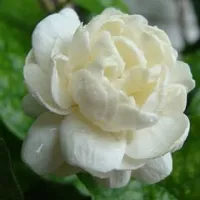 Fragrant Jasmine Plant - Ideal for Gift Giving-thumb2