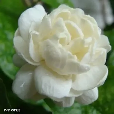 Fragrant Jasmine Plant - Ideal for Gift Giving-thumb3