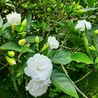 Potted Jasmine Plant - Ideal for Patios and Balconies-thumb4