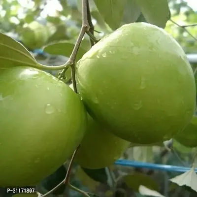 Ber Apple Tree - Fresh and Organic-thumb0