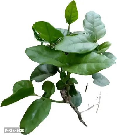 Fragrant Jasmine Plant - Ideal for Home Decor-thumb0