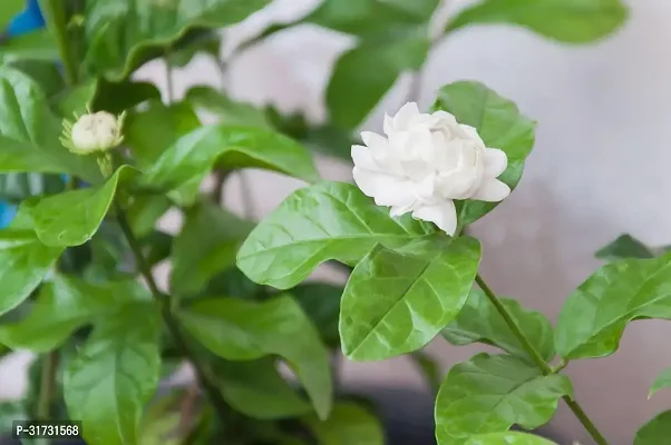 Fragrant Jasmine Plant - Ideal for Home Decor-thumb0