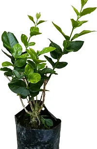 Live Jasmine Plant - Adds Beauty and Fragrance-thumb2