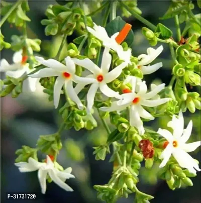 Jasmine Plant with White Blooms - Aromatic and Elegant-thumb0