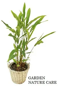 Elaichi Plant - Perfect for Indoor/Outdoor Gardens-thumb1