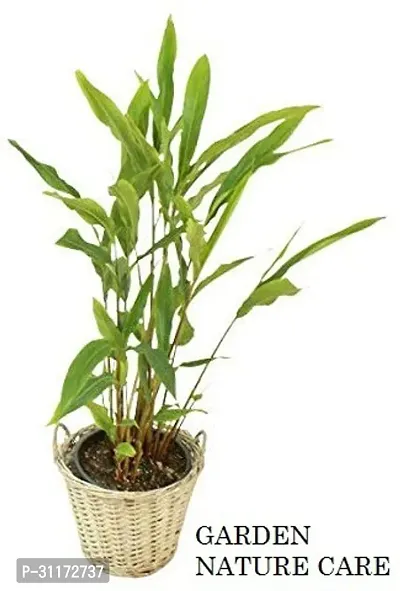 Elaichi Plant - Perfect for Indoor/Outdoor Gardens-thumb2