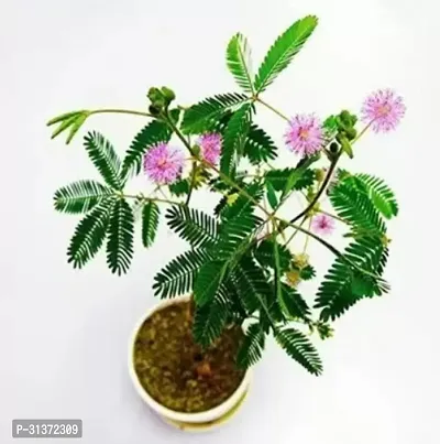 Prosopis Cineraria for Outdoor Spaces-thumb0