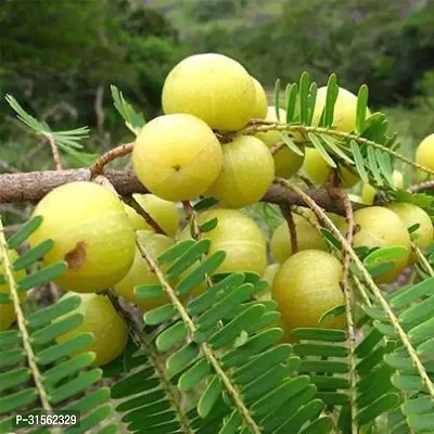 Fast-Growing Amla Bush - Quick Fruiting-thumb0