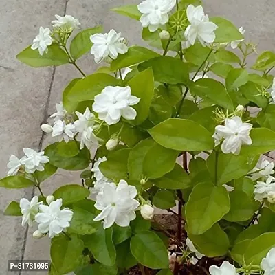 Jasmine Plant in Decorative Pot - Perfect Gift for Plant Lovers-thumb0