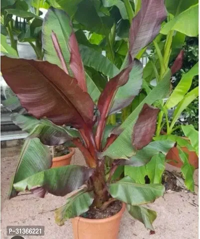 Super Dwarf Banana Plant - Compact and Easy to Maintain-thumb0