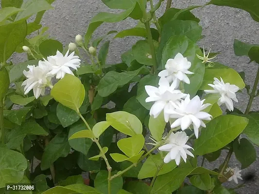 Jasmine Plant with Pot - Adds Beauty and Aroma-thumb0