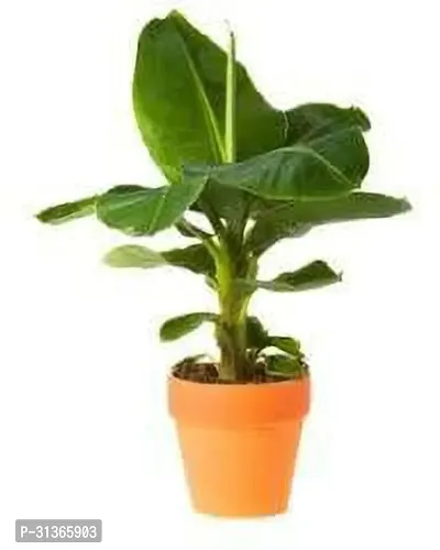 Musa Tropicana Banana Plant - Live Tropical Plant-thumb0