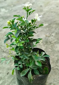 Potted Jasmine Plant - Perfect for Home and Garden Decor-thumb1