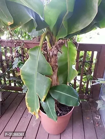 Rare Red Dacca Banana Plant - Exotic and Beautiful-thumb0