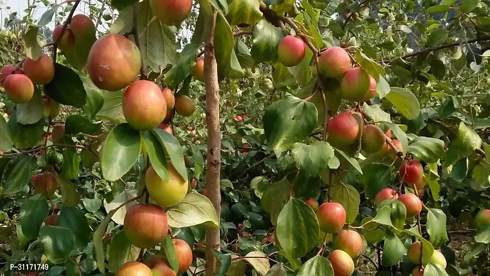 Organic Ber Apple Plant - Pesticide-Free