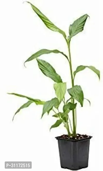 Organic Elaichi Plant - Live Indoor/Outdoor Spice Plant-thumb0