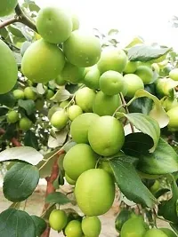 Ber Apple Plant - High Nutritional Value-thumb1