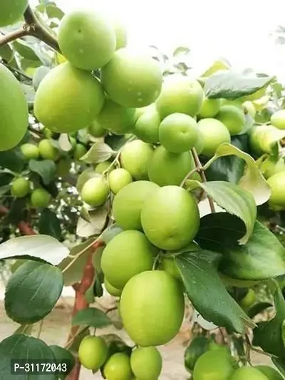 Ber Apple Plant - High Nutritional Value-thumb2