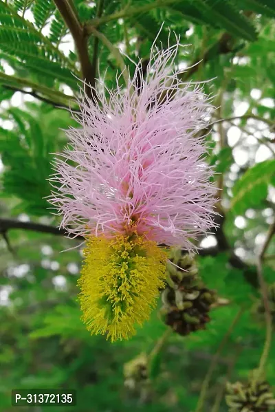 Serene Shami Plant for Peaceful Homes