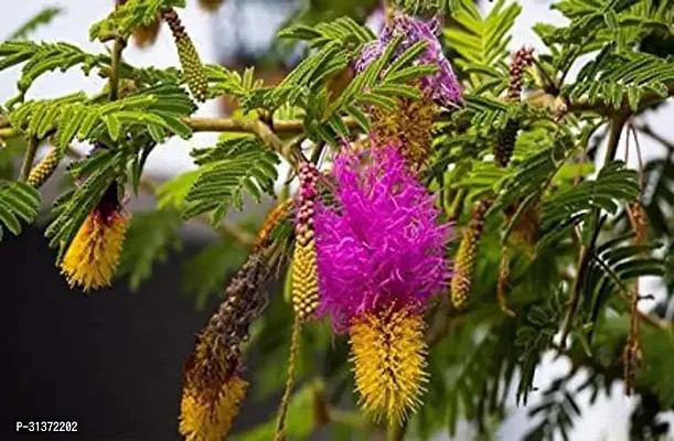 Low-Maintenance Prosopis Cineraria-thumb0