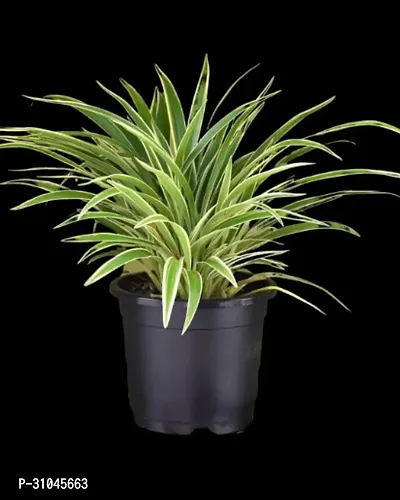 Healthy Spider Plant - Beautiful Indoor Decor-thumb0