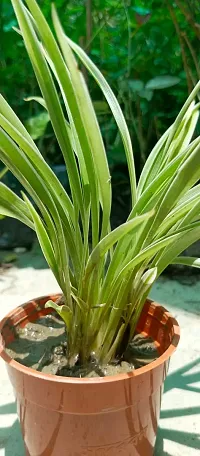 Spider Plant - Easy to Grow Indoor Plant-thumb2