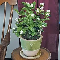 Live Jasmine Plant - Beautiful and Aromatic-thumb1