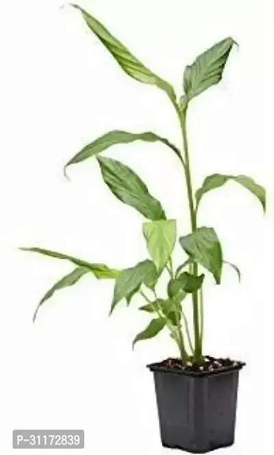 Cardamom Plant - Live Aromatic Herb for Gardens-thumb0