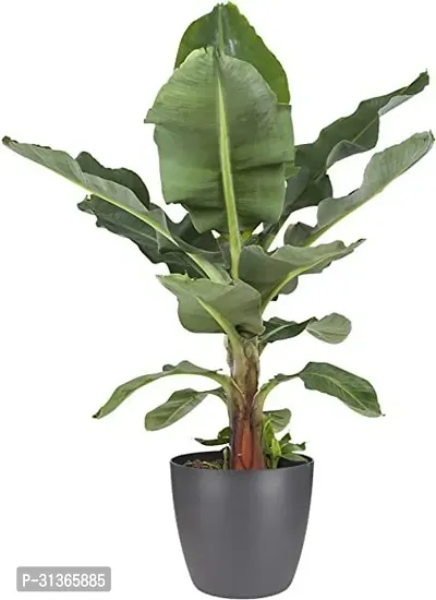 Hardy Musa Basjoo Banana Plant - Live Plant for Sale-thumb0