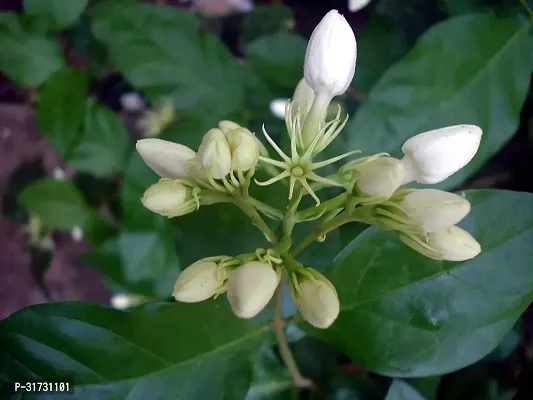 Outdoor Jasmine Plant - Perfect for Patios and Balconies-thumb0