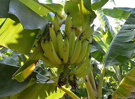 Exotic Red Banana Plant - Vibrant Foliage, Easy Care-thumb3