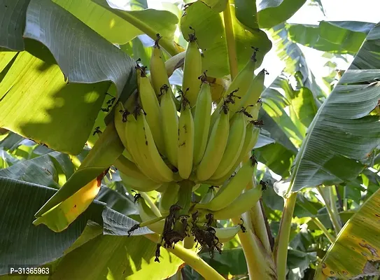 Exotic Red Banana Plant - Vibrant Foliage, Easy Care-thumb4