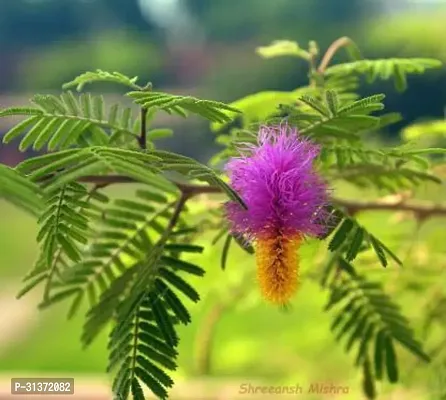 Hardy Prosopis Cineraria Plant-thumb0