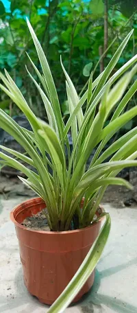 Spider Plant with Pot - Low Maintenance Indoor Greenery-thumb2