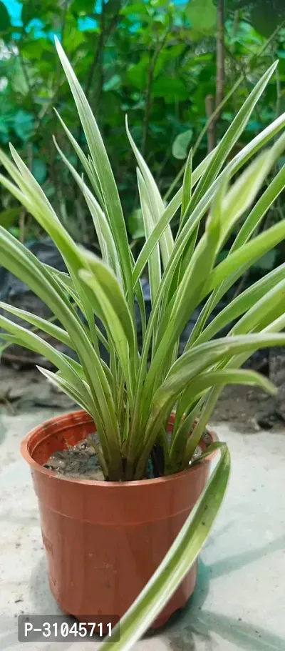 Spider Plant with Pot - Low Maintenance Indoor Greenery-thumb3