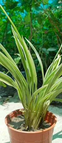 Pet-Friendly Spider Plant - Indoor Greenery-thumb2