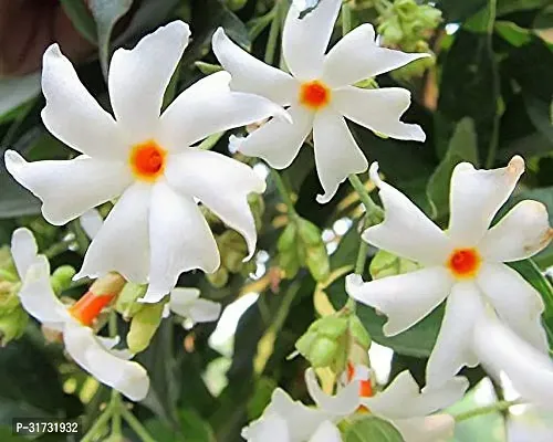 Healthy Jasmine Plant - Perfect for Any Space-thumb0