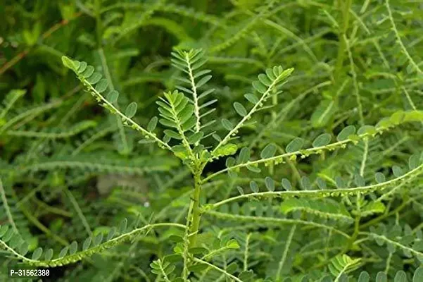 Fruit-Bearing Amla Plant - Ready to Plant-thumb0