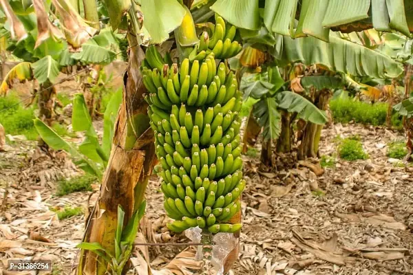 Rare Variegated Banana Plant - Unique and Colorful-thumb0