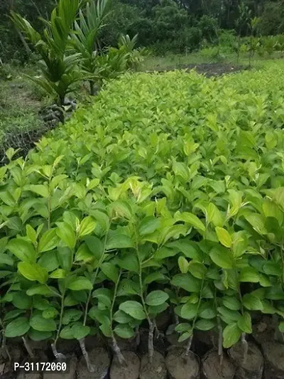 High Yield Ber Apple Tree