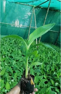 Fresh Live Banana Plant - Ready to Grow-thumb3