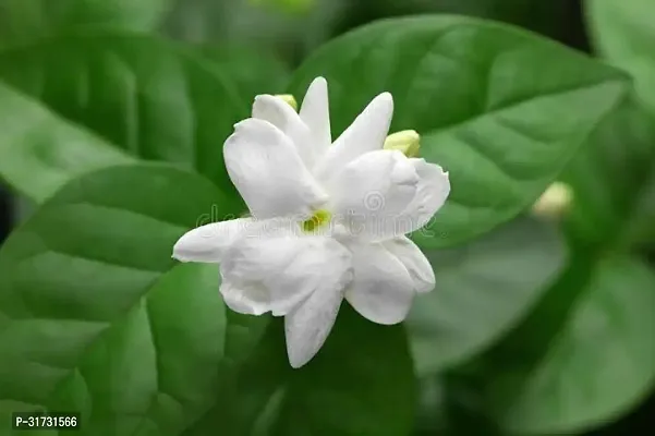 Live Jasmine Plant - Easy Care and Aromatic-thumb0