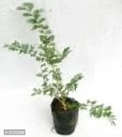 Stylish Shami Plant for Home Decor-thumb3