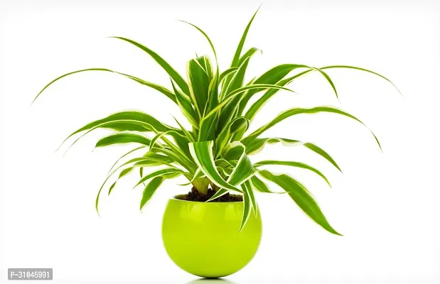 Spider Plant - Natural Air Purifier for Indoors-thumb0