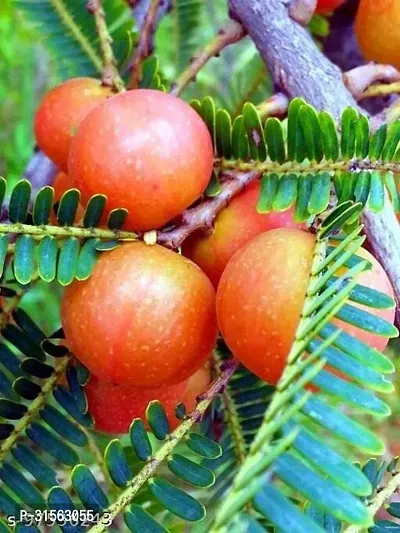 Nutrient-Rich Amla Plant - Superfood-thumb0