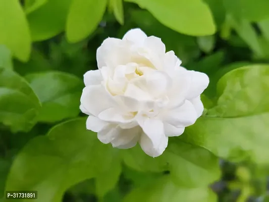 Fragrant Jasmine Plant - Perfect for Indoor  Outdoor Gardens-thumb0