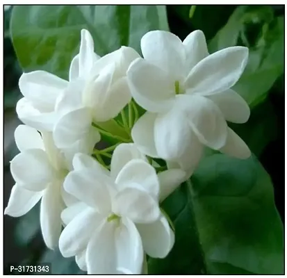 Jasmine Plant with Pot - Aromatic and Beautiful-thumb0