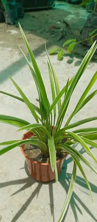 Spider Plant with Pot - Low Maintenance Indoor Greenery-thumb2