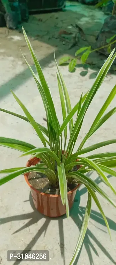 Spider Plant with Pot - Low Maintenance Indoor Greenery-thumb3