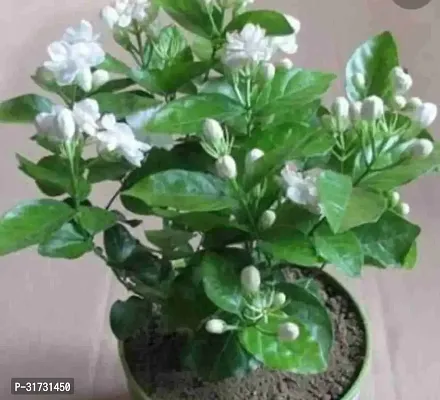 Evergreen Jasmine Shrub for Gardens-thumb0